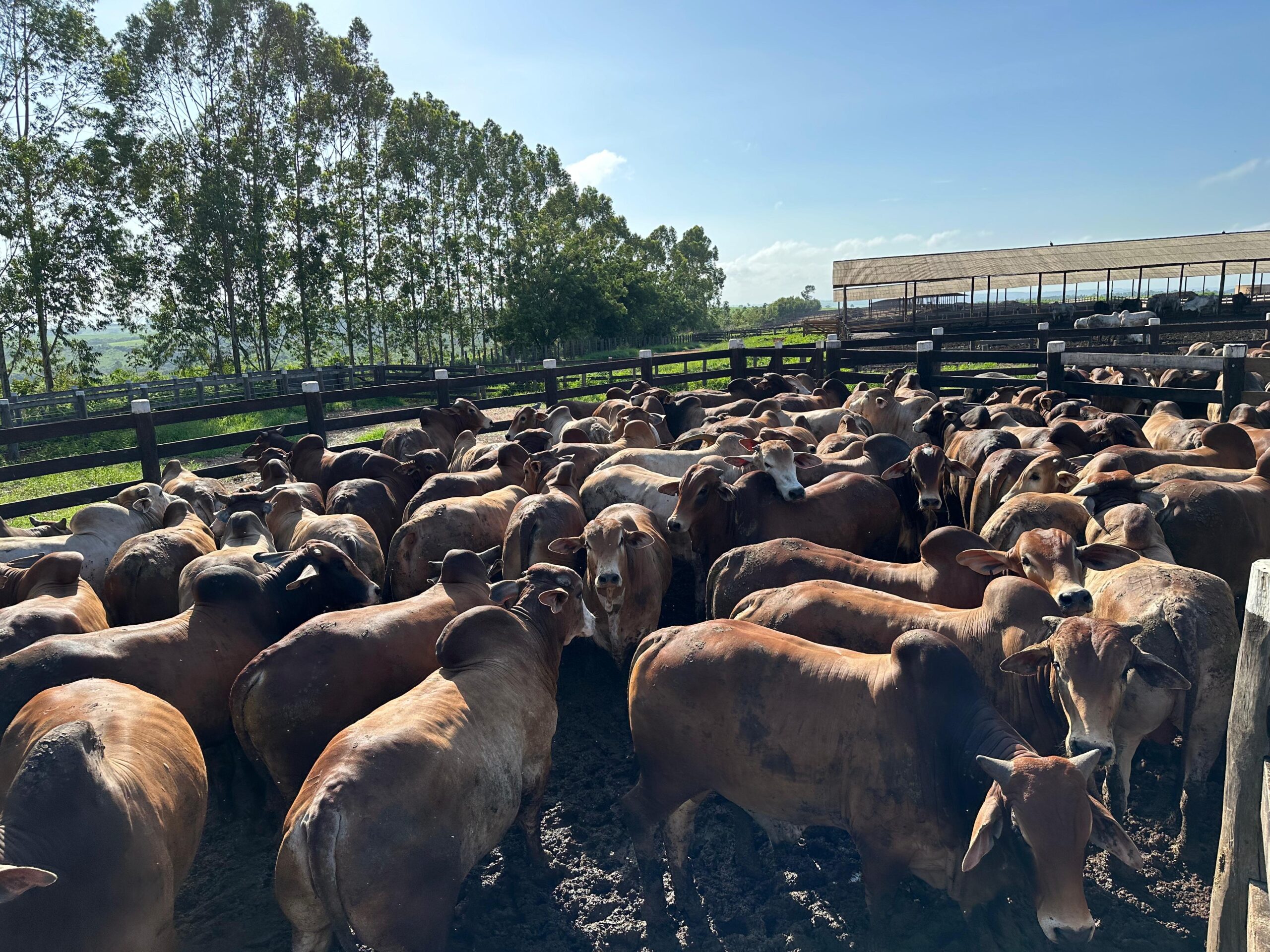 Sindi bom no gancho. Abate no Norte garantiu 62% de rendimento