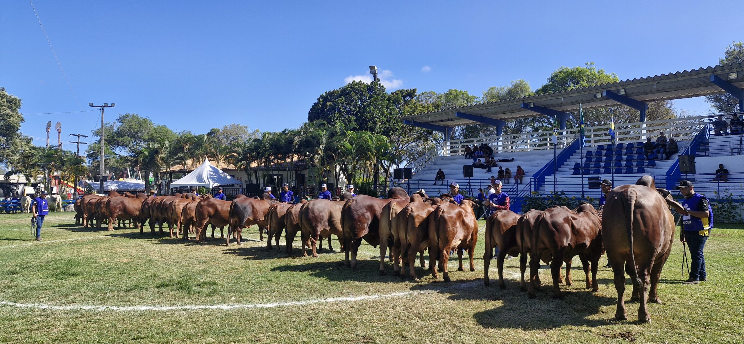 Mercado internacional reforça demanda pela raça Sindi na Festa do Boi