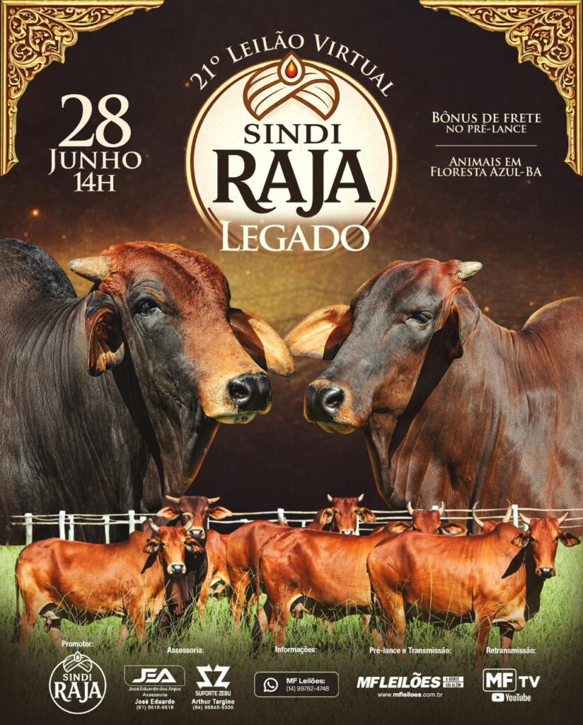 Leilão Sindi Raja